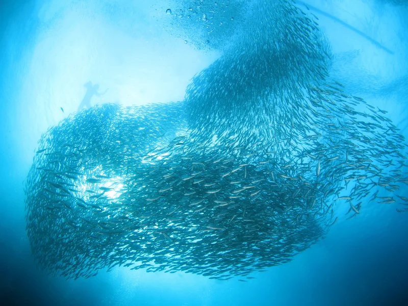 Diver swimming beneath millions of sardines in Moalboal